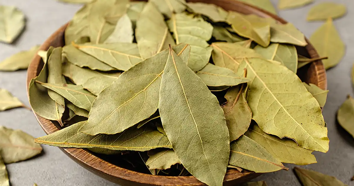 Mejore su salud con las vitaminas y minerales que se encuentran en las hojas de laurel