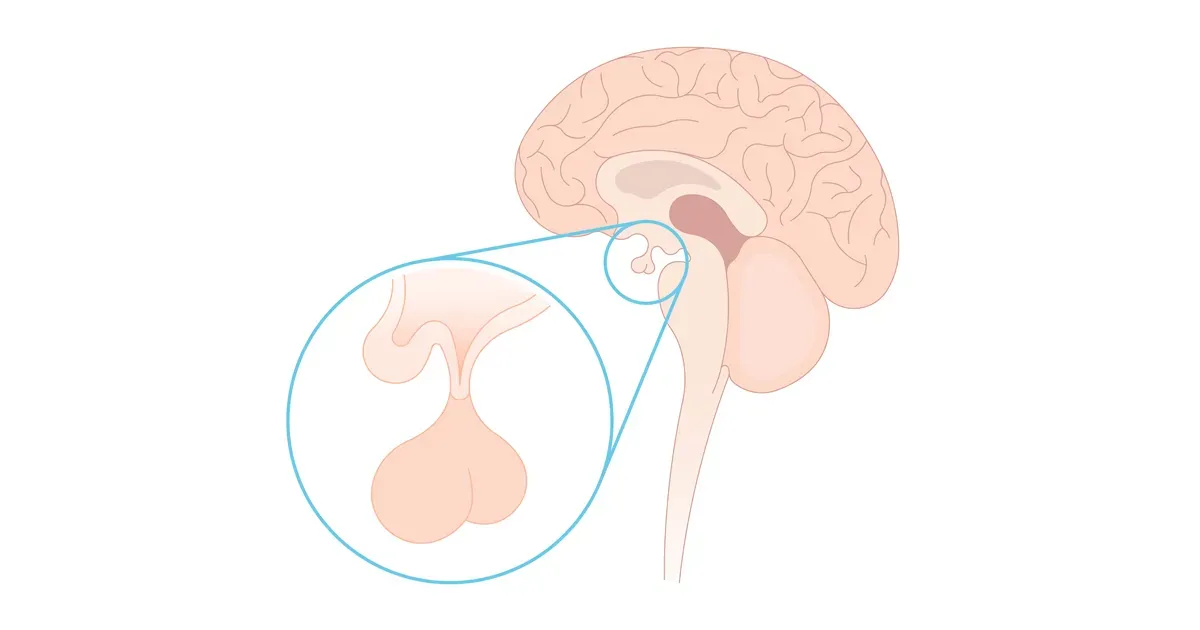 La hormona que estimula el cerebro y el comportamiento exploratorio