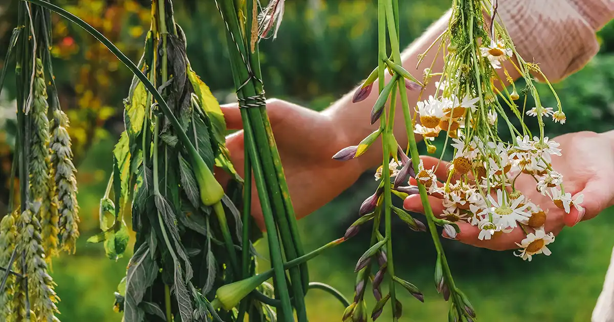 7 plantas medicinales que son subestimadas