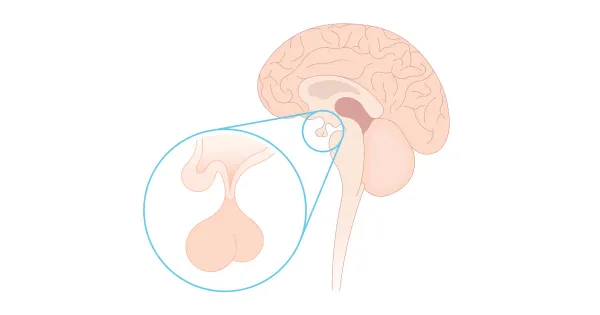 La hormona que estimula el cerebro y el comportamiento exploratorio